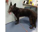 Adopt Aries a Black German Shepherd Dog / Mixed dog in Greensboro, NC (33741174)