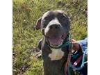 Adopt Mike a Gray/Silver/Salt & Pepper - with Black American Staffordshire