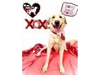 Adopt 75205 Obsidian a Tan/Yellow/Fawn Labrador Retriever / Mixed dog in Spanish