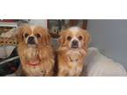 Adopt Splash & sophie a Tan/Yellow/Fawn - with White Japanese Chin / Mixed dog