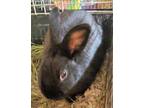 Adopt A Black Other/Unknown / Mixed Rabbit In Palmer, AK (33741024)
