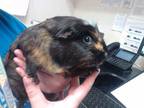 Adopt MUFFIN A Black Guinea Pig / Mixed Small Animal In Palmer, AK (33741025)