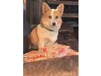 Adopt Camille a Red/Golden/Orange/Chestnut Corgi / Mixed dog in Prole