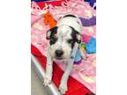 Adopt Blue a Black Australian Cattle Dog / Mixed Breed (Small) / Mixed dog in