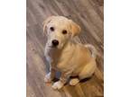 Adopt Jake a Tan/Yellow/Fawn - with White Labrador Retriever / Golden Retriever