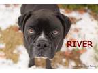 Adopt RIVER a Black - with White Boxer / Mastiff / Mixed dog in Boise