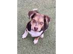 Adopt Fia a Tricolor (Tan/Brown & Black & White) Australian Shepherd / Mixed dog