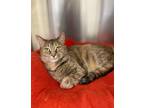 Adopt Roxanne a Brown Tabby Domestic Shorthair / Mixed cat in West Cornwall