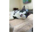 Adopt Buddy a Gray or Blue (Mostly) Domestic Shorthair / Mixed cat in West