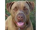 Adopt Amos a Brown/Chocolate Labrador Retriever / Mixed dog in Lake Panasoffkee