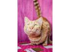 Adopt Amelie a Orange or Red Domestic Shorthair / Domestic Shorthair / Mixed cat