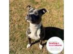 Adopt Lynn a Gray/Silver/Salt & Pepper - with Black Pit Bull Terrier / Mixed dog