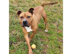 Adopt Red Run a Pit Bull Terrier / Mixed dog in Greenville, SC (33740589)