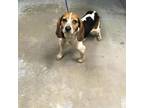 Adopt dixie chic a White - with Tan, Yellow or Fawn Beagle / Mixed dog in