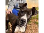 Adopt Mimi a Black Pit Bull Terrier / Mixed dog in Greenville, SC (33740583)
