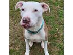 Adopt Annie a Tan/Yellow/Fawn Pit Bull Terrier / Mixed dog in Greenville