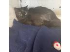 Adopt Clawdia a All Black Domestic Longhair / Mixed cat in North Battleford