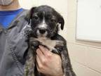 Adopt Ruby a Black Schnauzer (Standard) / Mixed dog in Boulder, CO (33740525)