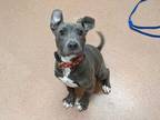 Adopt Jazzy a Gray/Blue/Silver/Salt & Pepper American Pit Bull Terrier / Mixed