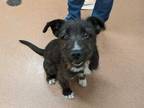 Adopt Yeti a Black Schnauzer (Standard) / Mixed dog in Boulder, CO (33740397)