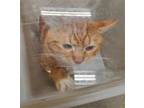 Adopt BEVEL a Orange or Red Tabby Domestic Shorthair / Mixed (short coat) cat in