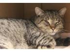 Adopt CIELLO* a Brown Tabby Domestic Shorthair / Mixed (short coat) cat in