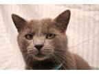 Adopt Louie a Gray or Blue Russian Blue (short coat) cat in Springfield