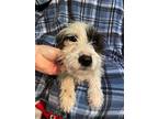 Adopt Deidre a White - with Black Labradoodle / Jack Russell Terrier / Mixed dog