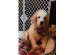 Adopt Phina a White Cocker Spaniel / Mixed dog in Prole, IA (33740300)