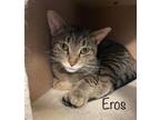 Adopt Eros a Brown Tabby Domestic Shorthair / Mixed (short coat) cat in
