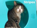Adopt Stripes a Brown Tabby Domestic Shorthair / Mixed (short coat) cat in