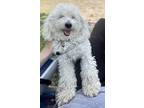 Adopt Walter #395 a White Bichon Frise / Mixed dog in Placentia, CA (33740485)