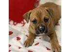 Adopt February Pup - Amethyst a Boxer / Terrier (Unknown Type