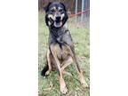 Adopt Gunner a Black - with Tan, Yellow or Fawn Shepherd (Unknown Type) / Mixed