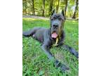 Adopt Pudge a Black - with White Cane Corso / Mixed dog in Waldorf