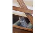 Adopt Sunni a Gray, Blue or Silver Tabby Domestic Shorthair (short coat) cat in