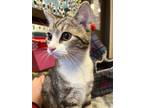 Adopt MELLOW a Domestic Shorthair / Mixed (short coat) cat in Wintersville