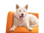 Adopt Ziko a White Alaskan Malamute / Samoyed / Mixed dog in Mission Hills