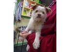 Adopt Freckles a White Brussels Griffon / Mixed dog in Picayune, MS (33740319)