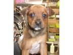 Adopt Reese a Brown/Chocolate Brussels Griffon / Mixed dog in Picayune