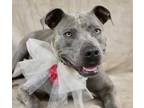 Adopt Marvel a Gray/Blue/Silver/Salt & Pepper American Pit Bull Terrier / Mixed