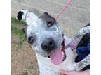 Adopt Drysdale a White Australian Cattle Dog / Terrier (Unknown Type