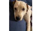 Adopt Penny a White - with Brown or Chocolate Australian Cattle Dog / Mixed dog