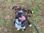 Adopt ESTER a Brindle - with White American Pit Bull Terrier / Mixed dog in