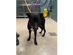 Adopt OOB a Black - with White Labrador Retriever / Mixed dog in Newton