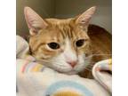 Adopt Sherbert a Orange or Red Domestic Shorthair / Mixed cat in Fairport