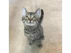 Adopt Kristen Chenoweth a Gray or Blue Domestic Shorthair / Mixed cat in Hanna