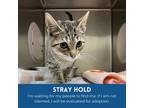 Adopt Spaz a Gray or Blue Domestic Shorthair / Mixed cat in Milton