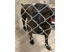 Adopt Jake a Labrador Retriever / Mixed dog in Covington, GA (33739800)