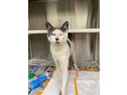 Adopt Juan a Domestic Shorthair / Mixed cat in LAFAYETTE, LA (33739768)